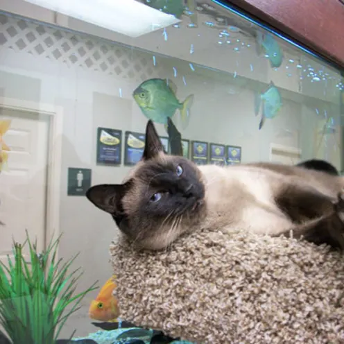Cat in front of fish tank